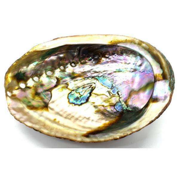 Abalone shell - Green Tree - 10-12 cm